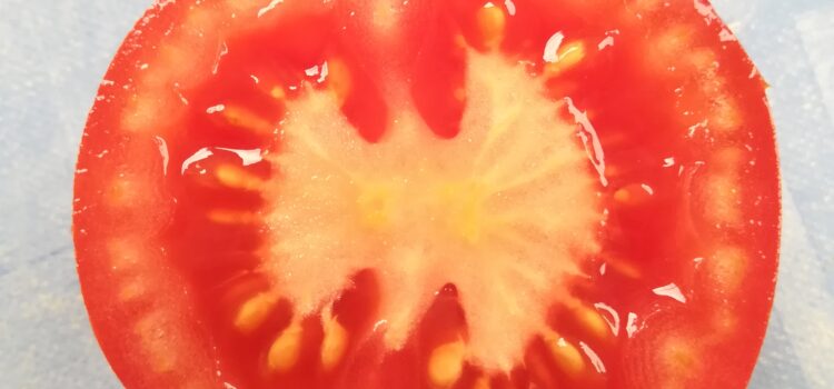 Tomaten: Saatgut mit dem richtigen Schnitt einfacher ernten