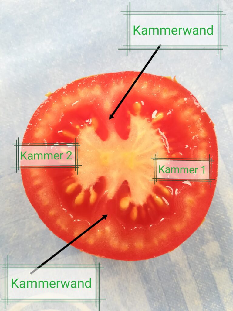 aufgeschnittene Tomate